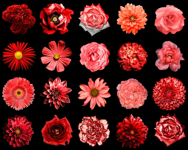 Blanda collage av naturliga och surrealistiska röda blommor 20 i 1: pion, Dahlia, Primula, Aster, Daisy, Rose, Gerbera, kryddnejlika, krysantemum, blåklint, lin, Pelargonium isolerad på svart — Stockfoto