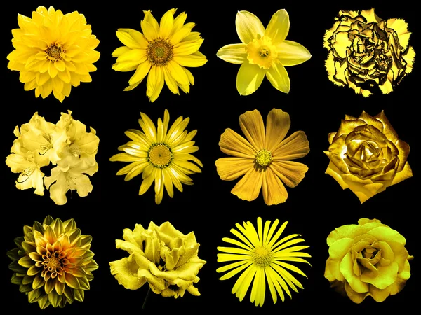 Mix collage of natural and surreal yellow gold flowers 12 in 1: peony, dahlia, primula, aster, daisy, rose, gerbera, clove, chrysanthemum, cornflower, flax, pelargonium isolated on black — Stock Photo, Image