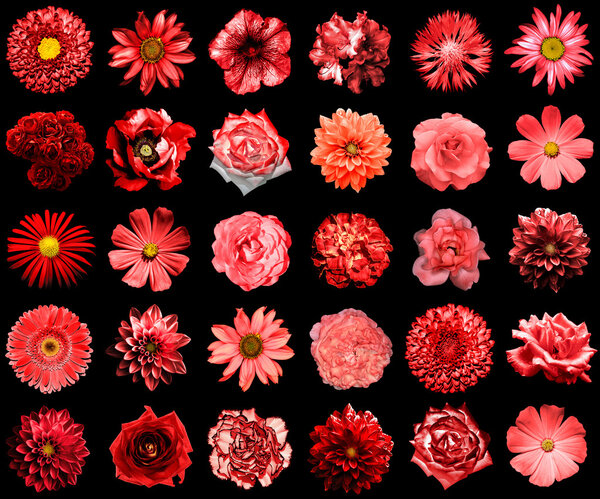 Смешайте коллаж из натуральных и сюрреалистично-красных цветов 30 в 1: пион, далия, примула, астер, маргаритка, роза, гербера, гвоздика, хризантема, васильковый цветок, лен, пеларгоний изолированный на черном

