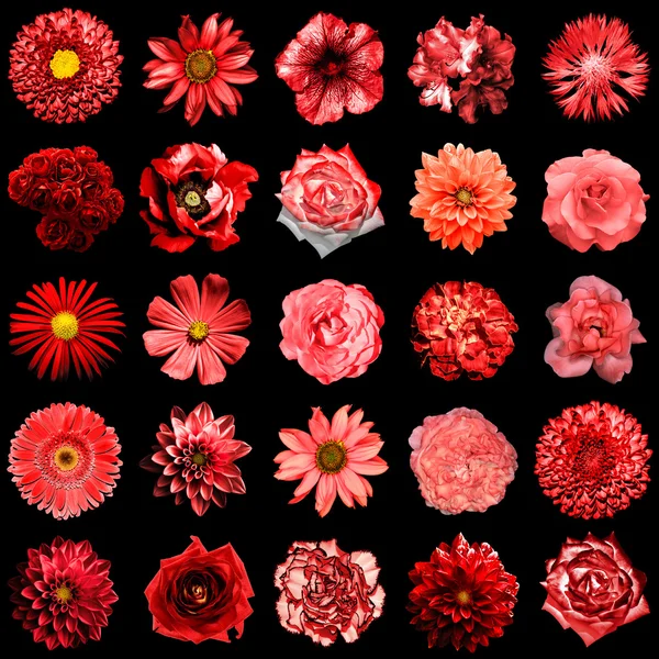 Mélanger le collage de fleurs rouges naturelles et surréalistes 25 en 1 : pivoine, dahlia, primula, aster, marguerite, rose, gerbera, clou de girofle, chrysanthème, bleuet, lin, pélargonium isolé sur noir — Photo