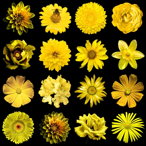Mix collage of natural and surreal yellow gold flowers 16 in 1: peony, dahlia, primula, aster, daisy, rose, gerbera, clove, chrysanthemum, cornflower, flax, pelargonium isolated on black — Stock Photo, Image