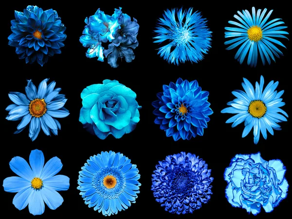 Mix κολάζ από φυσικά και σουρεαλιστικά μπλε λουλούδια 12 σε 1: παιωνία, Ντάλια, Πριμούλα, άστρα, Μαργαρίτα, τριαντάφυλλο, γερμπέρα, Γαρύφαλλο, χρυσάνθεμο, καλαμπόκι, λινάρι, πελαργόνιο που απομονώνεται σε μαύρο — Φωτογραφία Αρχείου