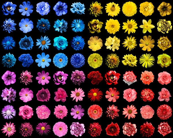 Mega pacote de 80 em 1 natural e surreal azul, amarelo, vermelho e rosa flores isoladas em preto — Fotografia de Stock