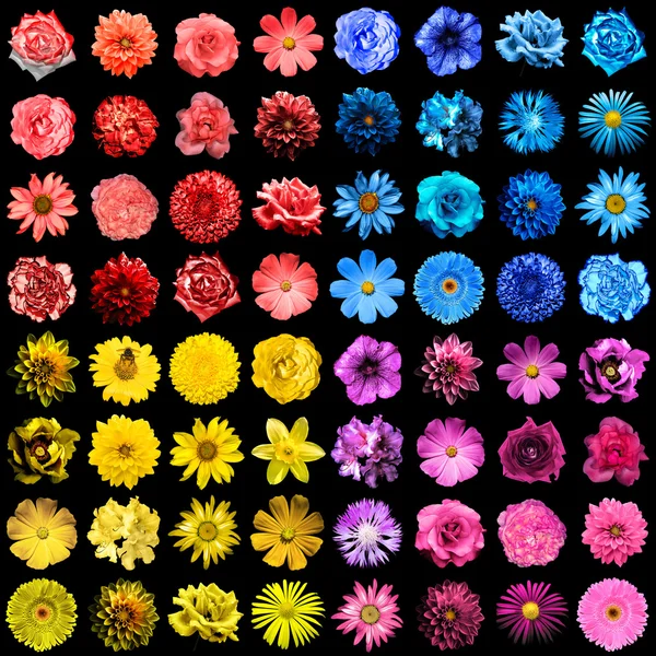 Mega pack of 64 in 1 natural and surreal blue, yellow, red and pink flowers isolated on black — Stock Photo, Image