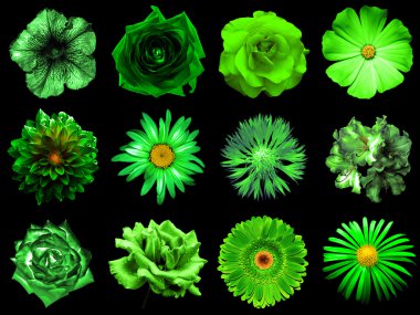 Doğal ve gerçeküstü yeşil çiçekler 12 karışımı kolaj 1: şakayık, dahlia, primula, aster, papatya, gül, gerbera, karanfil, krizantem, cornflower, keten, pelargonium siyah izole