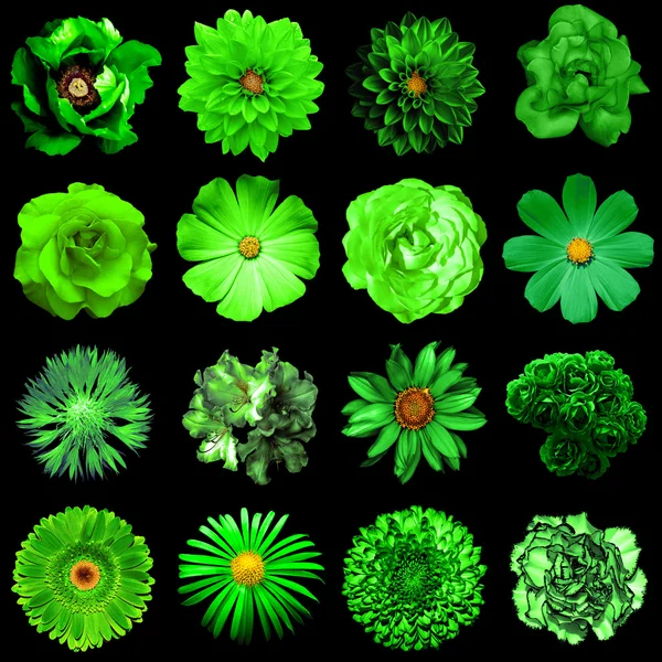 Doğal ve gerçeküstü yeşil çiçekler 16 karışımı kolaj 1: şakayık, dahlia, primula, aster, papatya, gül, gerbera, karanfil, krizantem, cornflower, keten, pelargonium siyah izole — Stok fotoğraf