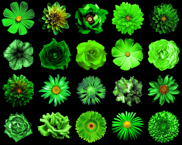 Doğal ve gerçeküstü yeşil çiçekler 20 karışımı kolaj 1: şakayık, dahlia, primula, aster, papatya, gül, gerbera, karanfil, krizantem, cornflower, keten, pelargonium siyah izole — Stok fotoğraf