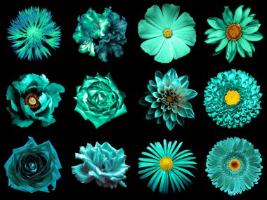 Doğal ve gerçeküstü turkuaz çiçekler 12 karışımı kolaj 1: şakayık, dahlia, primula, aster, papatya, gül, gerbera, karanfil, krizantem, cornflower, keten, pelargonium siyah izole