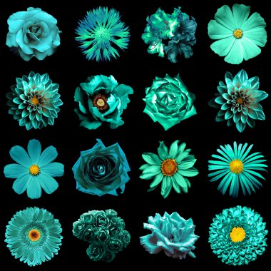 Doğal ve gerçeküstü turkuaz çiçekler 16 karışımı kolaj 1: şakayık, dahlia, primula, aster, papatya, gül, gerbera, karanfil, krizantem, cornflower, keten, pelargonium siyah izole