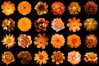 Doğal ve gerçeküstü portakal çiçekleri karışımı kolaj 24 1: şakayık, dahlia, primula, aster, papatya, gül, gerbera, karanfil, krizantem, cornflower, keten, pelargonium siyah izole