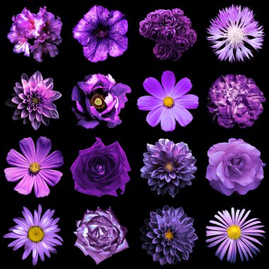 Doğal ve gerçeküstü menekşe çiçek karışımı kolaj 16 1: şakayık, dahlia, primula, aster, papatya, gül, gerbera, karanfil, krizantem, cornflower, keten, pelargonium siyah izole