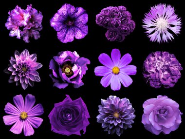 Doğal ve gerçeküstü menekşe çiçek karışımı kolaj 12 1: şakayık, dahlia, primula, aster, papatya, gül, gerbera, karanfil, krizantem, cornflower, keten, pelargonium siyah izole