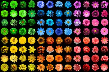 Mega paketi 96 1 doğal ve gerçeküstü mavi, sarı, kırmızı, yeşil, turuncu ve pembe çiçekler siyah izole