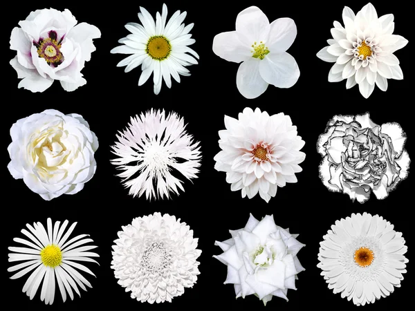 Mezclar collage de flores blancas naturales y surrealistas 12 en 1: peonía, dalia, primula, astro, margarita, rosa, gerberas, clavo de olor, crisantemo, aciano, lino, pelargonio aislado en negro — Foto de Stock