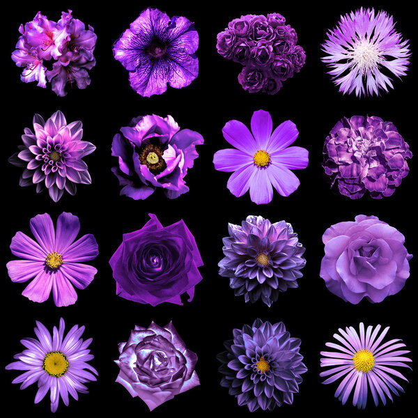 Смешать коллаж из натуральных и сюрреалистических фиолетовых цветов 16 в 1: пион, георгин, примула, астер, маргаритка, роза, гербера, гвоздика, хризантема, васильковый цветок, лен, пеларгоний изолированный на черном
