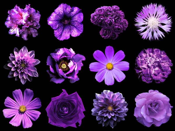 Смешать коллаж из натуральных и сюрреалистических фиолетовых цветов 12 в 1: пион, георгин, примула, астер, маргаритка, роза, гербера, гвоздика, хризантема, васильковый цветок, лен, пеларгоний изолированный на черном — стоковое фото