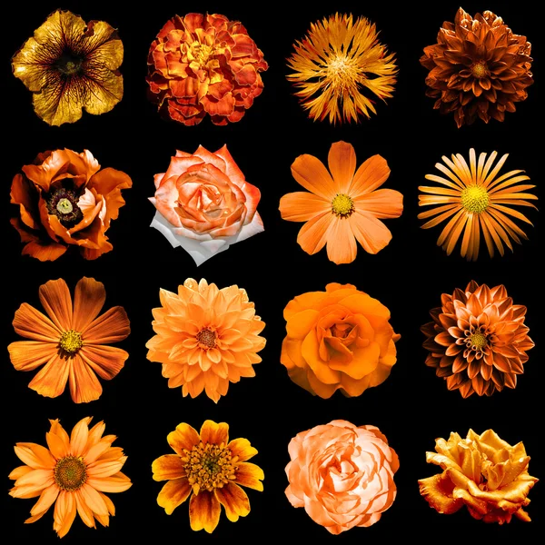 Mezcla collage de flores naranjas naturales y surrealistas 16 en 1: peonía, dalia, primula, astro, margarita, rosa, gerberas, clavo de olor, crisantemo, aciano, lino, pelargonio aislado en negro — Foto de Stock