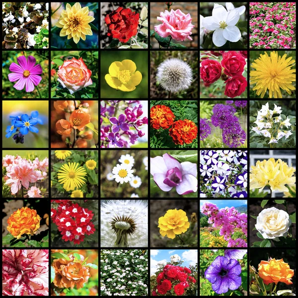 Collage de 36 photos de fleurs séparées par des cadres noirs filtrés à froid — Photo