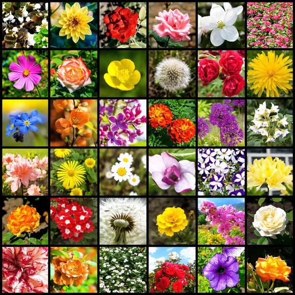 Collage de 36 photos de fleurs séparées par des cadres noirs — Photo