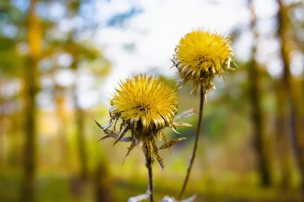 Κίτρινο λουλούδι με αιχμηρά φύλλα στο δάσος — Φωτογραφία Αρχείου