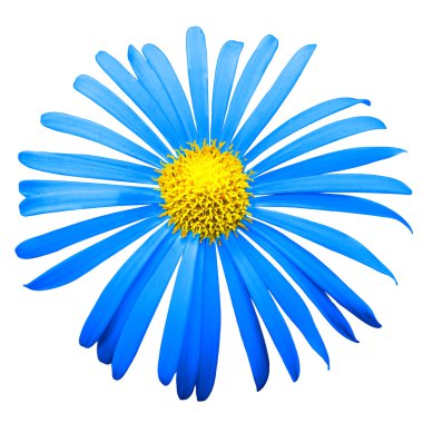 Beyaz izole mavi egzotik Kasımpatı çiçeği makro
