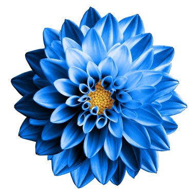 Gerçeküstü koyu krom mavi çiçek dahlia makro üzerinde beyaz izole