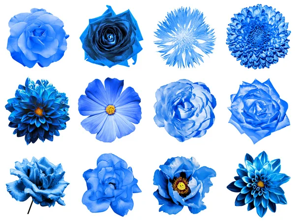 Mezcla collage de flores azules naturales y surrealistas 12 en 1: peonía, dalia, primula, astro, margarita, rosa, gerberas, clavo de olor, crisantemo, aciano, lino, pelargonio aislado en blanco — Foto de Stock