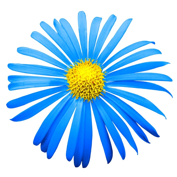 Блакитна екзотична квітка хризантеми макро ізольована на білому — стокове фото