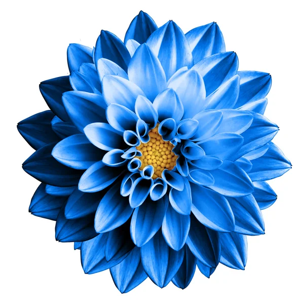 Surrealistyczne chrom ciemny niebieski kwiat Dalia makro na białym tle — Zdjęcie stockowe