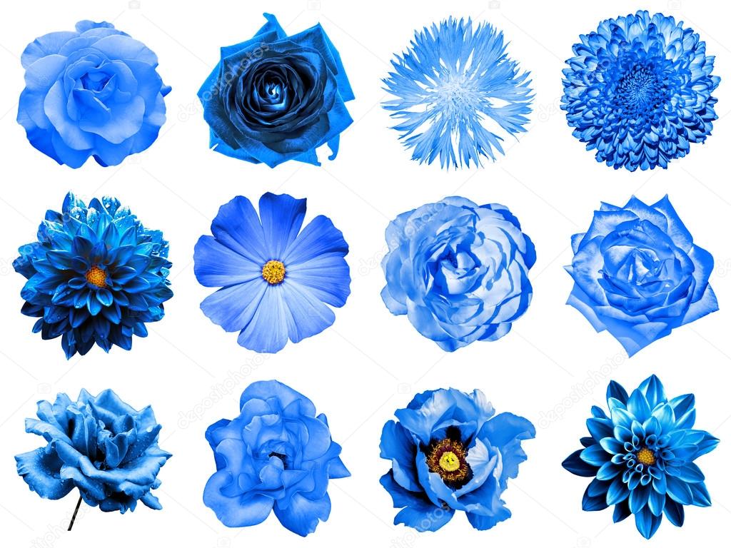 Mix collage of natural and surreal blue flowers 12 in 1: peony, dahlia, primula, aster, daisy, rose, gerbera, clove, chrysanthemum, cornflower, flax, pelargonium isolated on white