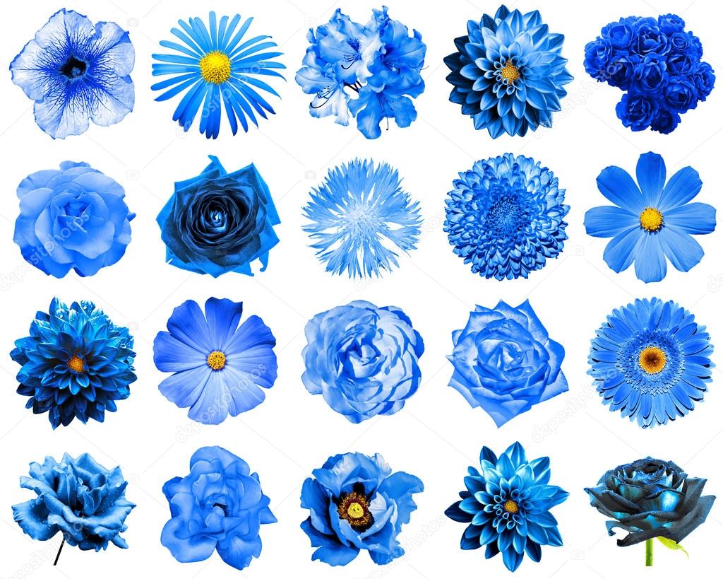 Mix collage of natural and surreal blue flowers 20 in 1: peony, dahlia, primula, aster, daisy, rose, gerbera, clove, chrysanthemum, cornflower, flax, pelargonium isolated on white