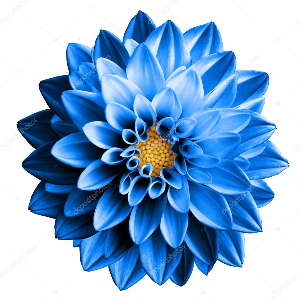 синий георгин цветок
