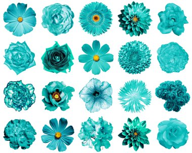Mix kolaj içinde doğal ve gerçeküstü turkuaz çiçek 20 1: Şakayık, dahlia, çuha çiçeği, aster, papatya, gül, gerbera, karanfil, Kasımpatı, Peygamber Çiçeği, keten, üzerinde beyaz izole ıtır