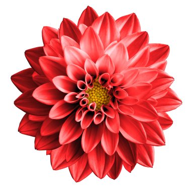 Gerçeküstü koyu krom kırmızı çiçek dahlia makro üzerinde beyaz izole