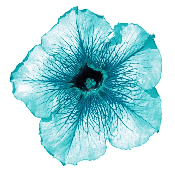 Turkos althea blomma makro isolerad på vit — Stockfoto