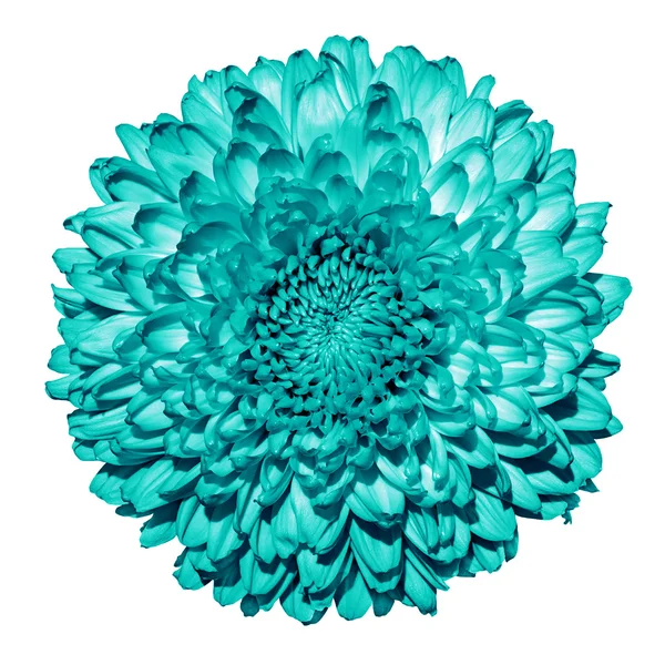 Chrysanthème turquoise (marguerite dorée) fleur macro isolé sur blanc — Photo