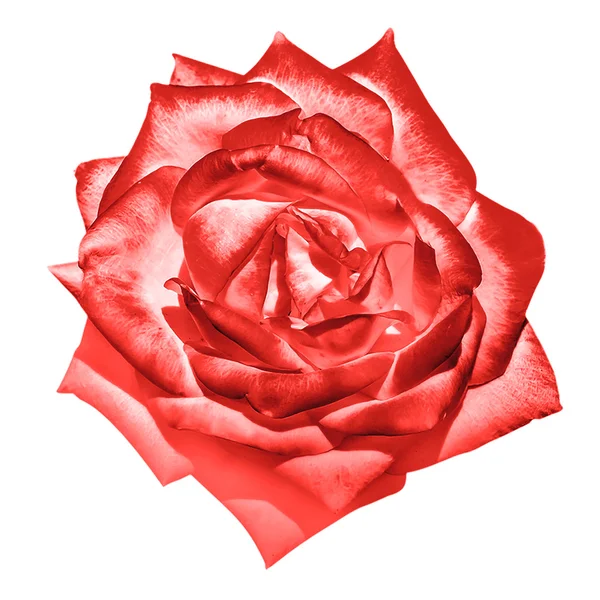 Vermelho concurso rosa macro flor isolada no branco — Fotografia de Stock