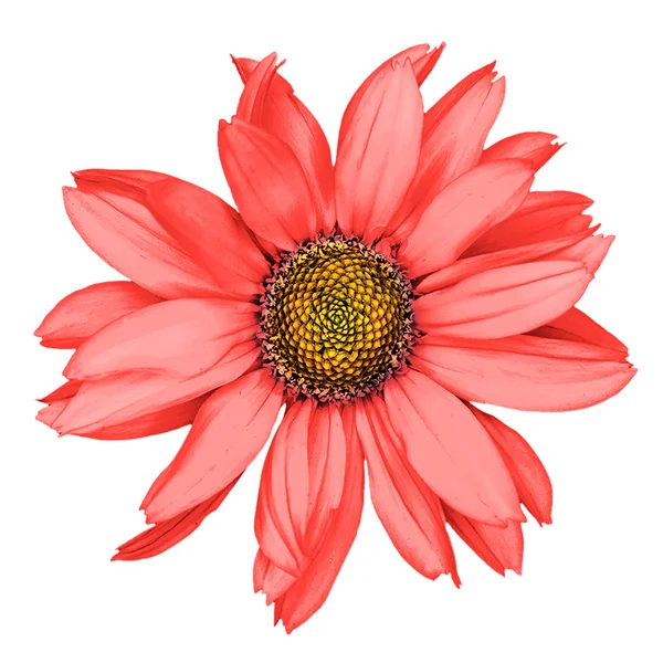 Rotes dekoratives Sonnenblumen-Makro isoliert auf weiß — Stockfoto