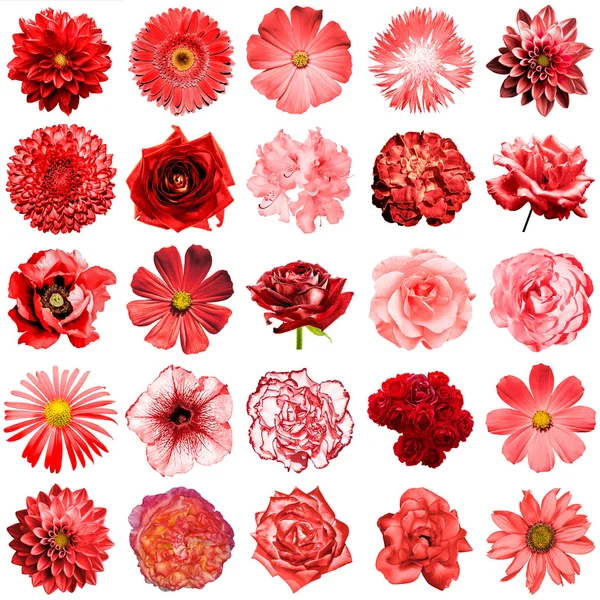 Mezclar collage de flores rojas naturales y surrealistas 25 en 1: peonía, dalia, primula, astro, margarita, rosa, gerberas, clavo de olor, crisantemo, aciano, lino, pelargonio aislado en blanco — Foto de Stock