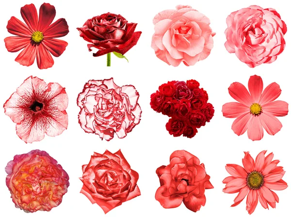 Mezclar collage de flores rojas naturales y surrealistas 12 en 1: peonía, dalia, primula, astro, margarita, rosa, gerberas, clavo de olor, crisantemo, aciano, lino, pelargonio aislado en blanco — Foto de Stock