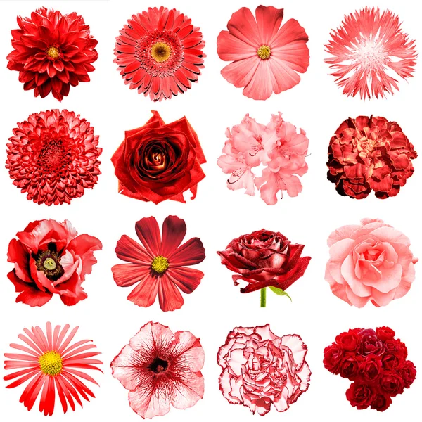 Mezclar collage de flores rojas naturales y surrealistas 16 en 1: peonía, dalia, primula, astro, margarita, rosa, gerberas, clavo de olor, crisantemo, aciano, lino, pelargonio aislado en blanco — Foto de Stock