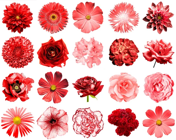 Mezclar collage de flores rojas naturales y surrealistas 20 en 1: peonía, dalia, primula, astro, margarita, rosa, gerberas, clavo de olor, crisantemo, aciano, lino, pelargonio aislado en blanco — Foto de Stock