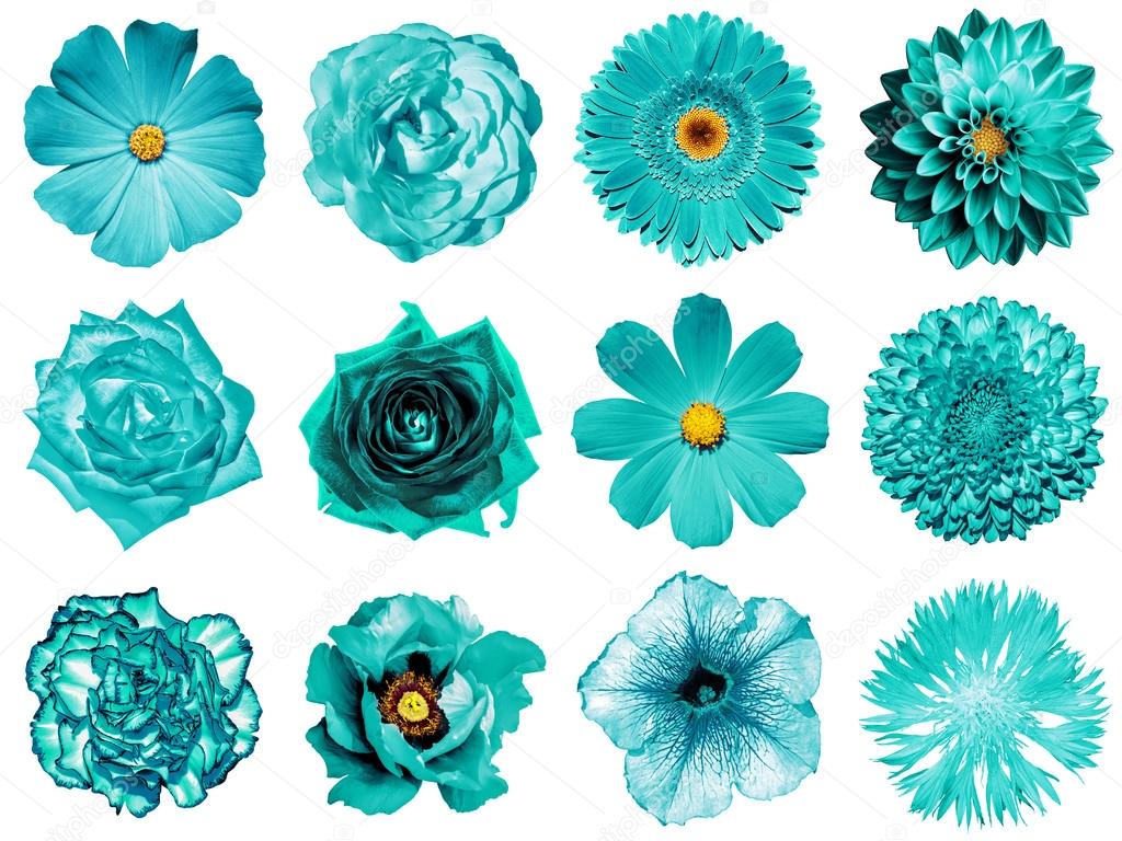 Mix collage of natural and surreal turquoise flowers 12 in 1: peony, dahlia, primula, aster, daisy, rose, gerbera, clove, chrysanthemum, cornflower, flax, pelargonium isolated on white