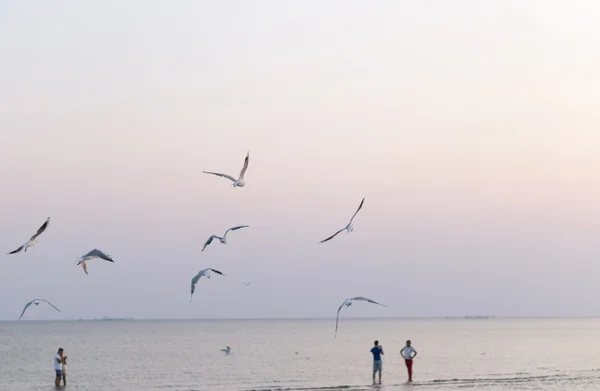 Γλάροι πετούν πάνω από την παραλία και την θάλασσα — Φωτογραφία Αρχείου