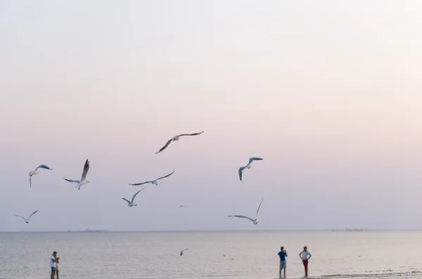 Γλάροι Πετούν Πάνω Από Την Παραλία Και Την Θάλασσα — Φωτογραφία Αρχείου