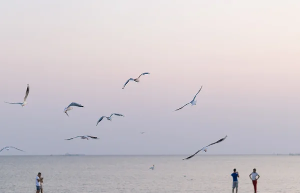 Repül Strand Tengeri Sirályok — Stock Fotó