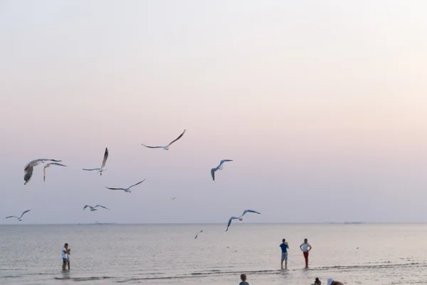 Γλάροι Πετούν Πάνω Από Την Παραλία Και Την Θάλασσα — Φωτογραφία Αρχείου