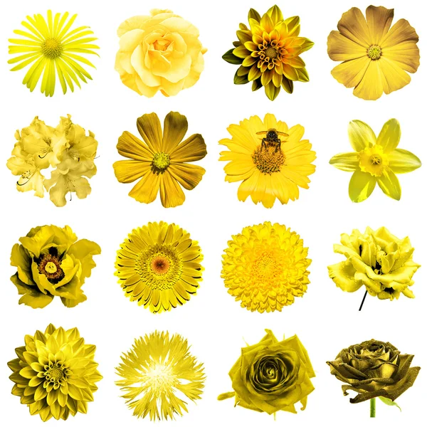 Wymieszać kolaż naturalne i surrealistyczne żółte kwiaty 16 w 1: Piwonia, Dalia, pierwiosnek, aster, stokrotka, róża, gerbera, ząbek, Chryzantema, chaber, lnu, pelargonie na białym tle — Zdjęcie stockowe