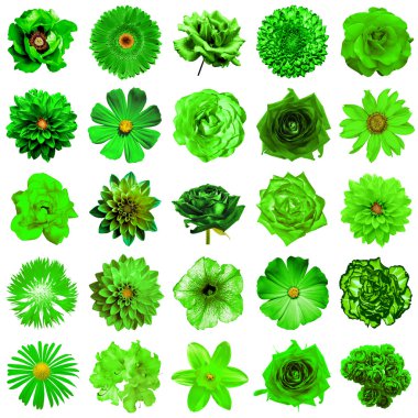 Mix kolaj içinde doğal ve gerçeküstü yeşil çiçekler 25 1: Şakayık, dahlia, çuha çiçeği, aster, papatya, gül, gerbera, karanfil, Kasımpatı, Peygamber Çiçeği, keten, üzerinde beyaz izole ıtır
