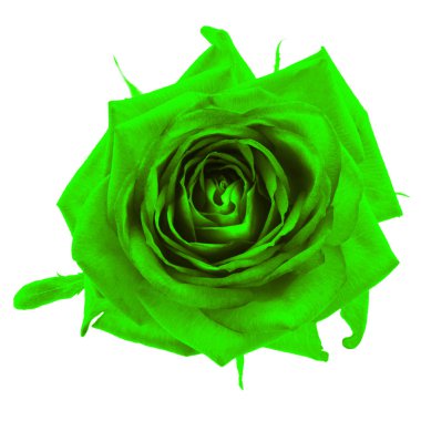 Yeşil gül çiçek makro üzerinde beyaz izole